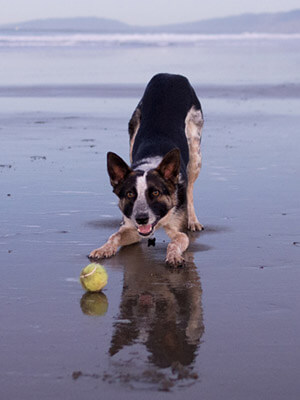 Dog Walk Beach Contact